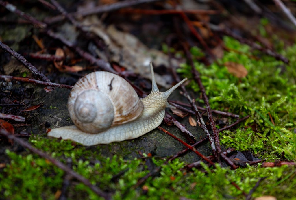 Sneglen der antyder at noget er langsomt